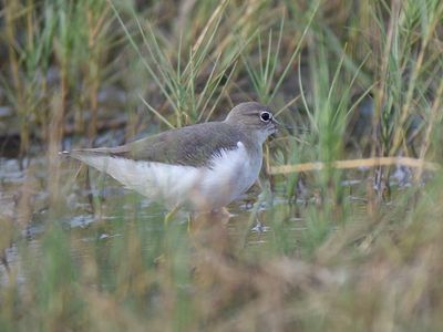 spotted sandpiper BRD2950.JPG