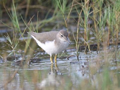 spotted sandpiper BRD2955.JPG