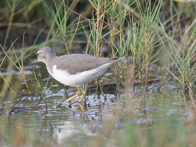 spotted sandpiper BRD2957.JPG