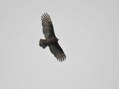 turkey vulture BRD2983.JPG