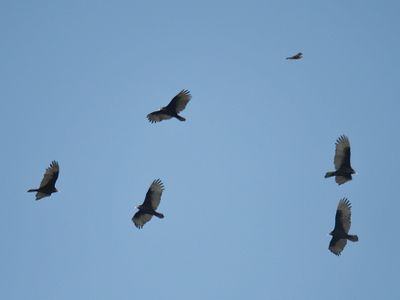 turkey vulture BRD3008.JPG