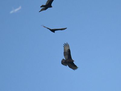 turkey vulture BRD3010.JPG