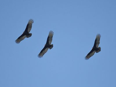 turkey vulture BRD3015.JPG