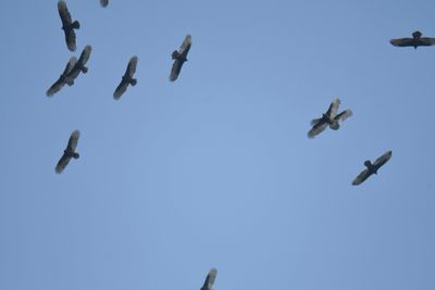 turkey vulture BRD3069.JPG