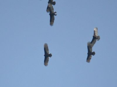 turkey vulture BRD3071.JPG