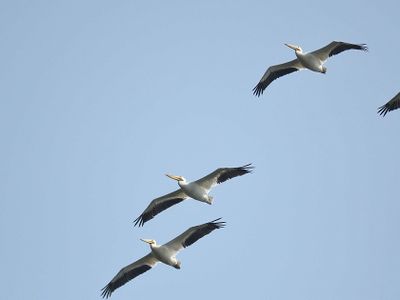 white pelican BRD3031.JPG