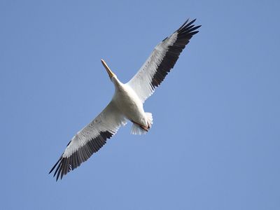 white pelican BRD3039.JPG