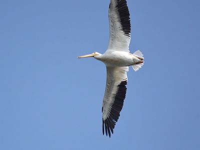 white pelican BRD3040.JPG