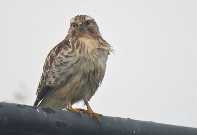 broad-winged hawk BRD3112.JPG