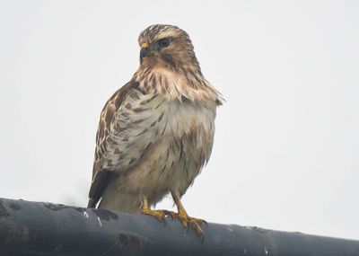 broad-winged hawk BRD3115.JPG