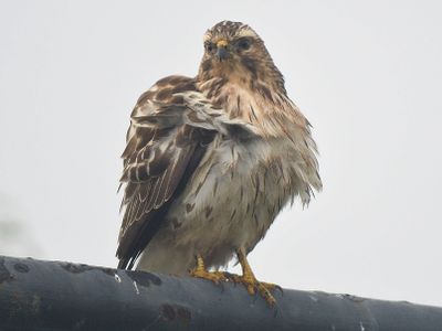 broad-winged hawk BRD3119.JPG