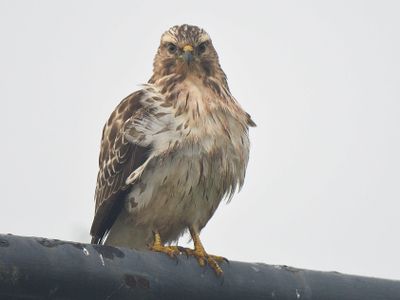 broad-winged hawk BRD3120.JPG