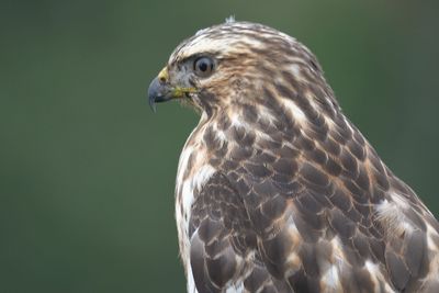 broad-winged hawk BRD3131.JPG