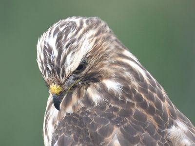 broad-winged hawk BRD3138.JPG