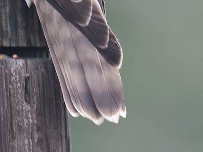 broad-winged hawk BRD3139.JPG