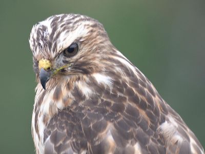 broad-winged hawk BRD3141.JPG