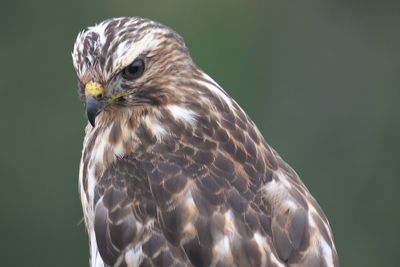 broad-winged hawk BRD3142.JPG