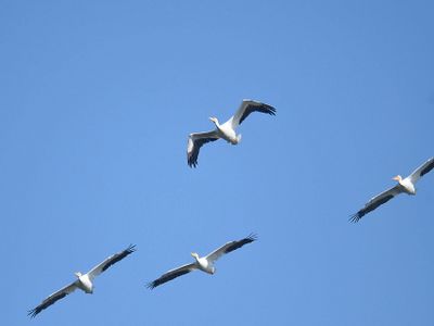 white pelican BRD3148.JPG