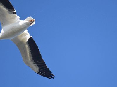 white pelican BRD3157.JPG