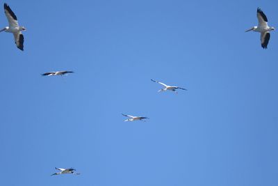 wood stork BRD3151.JPG