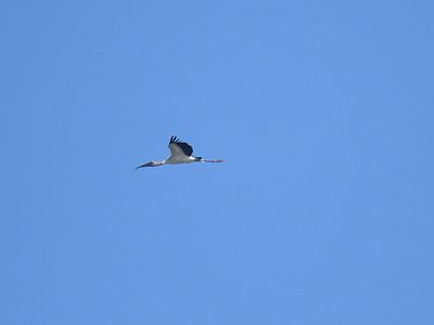 wood stork BRD3153.JPG
