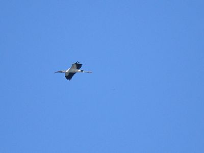 wood stork BRD3154.JPG