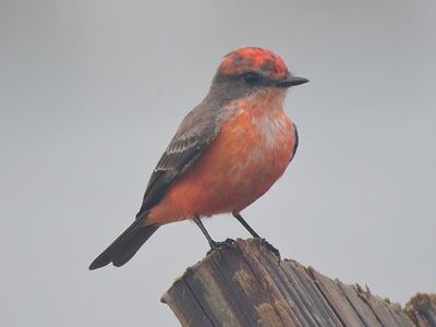 vermilion flycatcher BRD3099.JPG