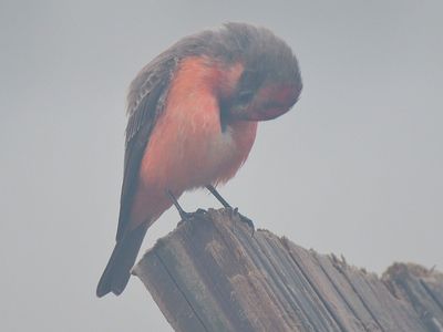vermilion flycatcher BRD3106.JPG