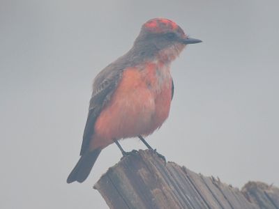 vermilion flycatcher BRD3107.JPG