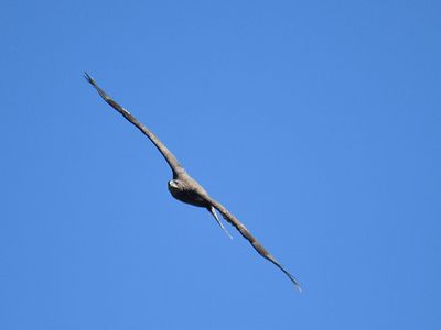 bald eagle BRD3256.JPG
