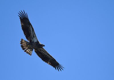 bald eagle BRD3257.JPG