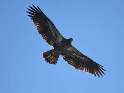 bald eagle BRD3270.JPG
