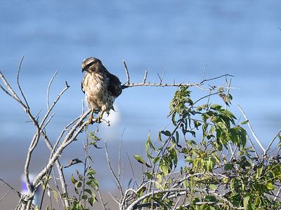 broad-winged hawk BRD3168.JPG