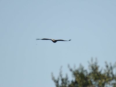 golden eagle BRD3213.JPG