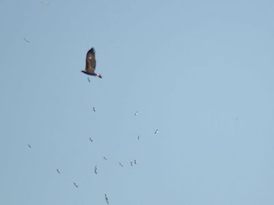 golden eagle BRD3229.JPG