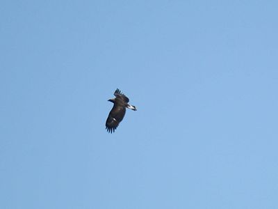 golden eagle BRD3232.JPG
