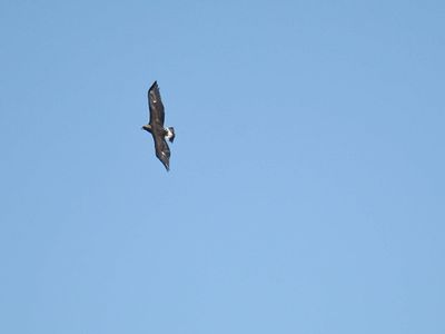 golden eagle BRD3233.JPG