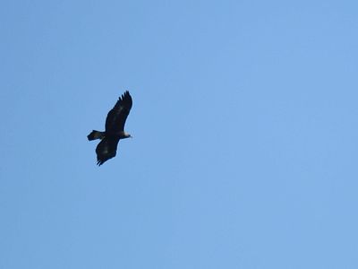 golden eagle BRD3239.JPG