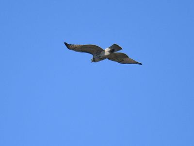red-tailed hawk BRD3305.JPG