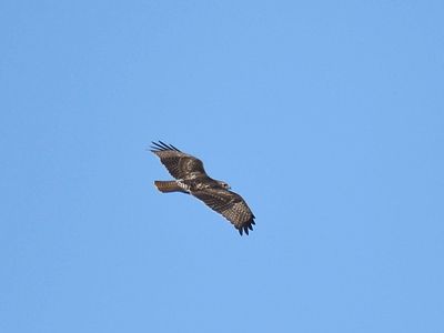 red-tailed hawk BRD3311.JPG