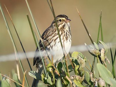 savannah sparrow BRD3159.JPG