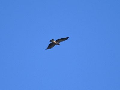 swainson's hawk BRD3178.JPG