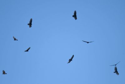 turkey vulture BRD3243.JPG