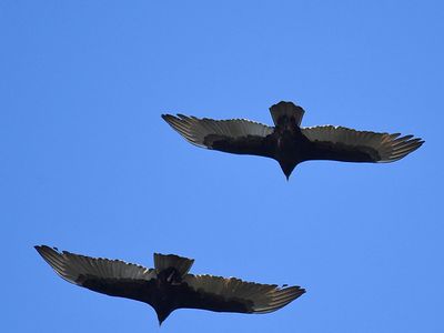 turkey vulture BRD3291.JPG