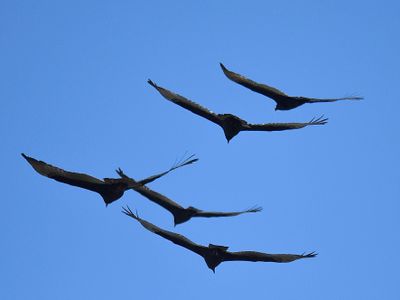 turkey vulture BRD3294.JPG