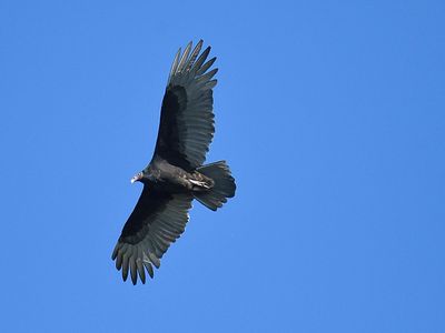 turkey vulture BRD3298.JPG