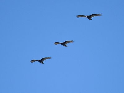 turkey vulture BRD3314.JPG