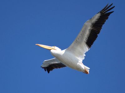 white pelican BRD3322.JPG