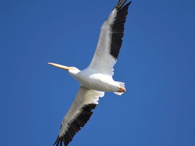 white pelican BRD3323.JPG