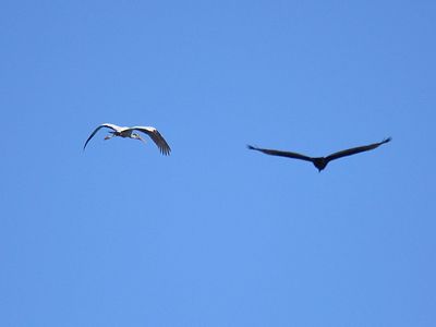 wood stork BRD3200.JPG